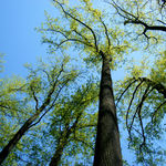 Image of Liriodendron tulipifera