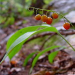 Image of Convallaria majalis