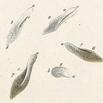 Image of Paramecium aurelia