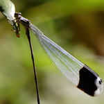 Image of Megaloprepus caerulatus