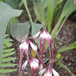Image of Maxillaria lepidota