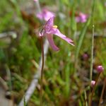 Image of Utricularia multifida