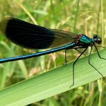 Image of Calopteryx splendens