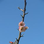 Image of Chaenomeles cathayensis