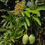 Go to this species on the OneZoom tree of life