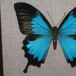 Image of Papilio ulysses