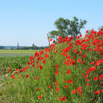 Image of Papaver rhoeas