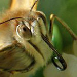 Image of Vanessa cardui