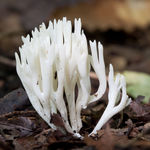 Mushroom-forming fungi