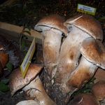 Image of Armillaria solidipes