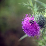 Image of Cirsium vulgare