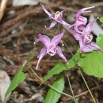 Image of Epimedium grandiflorum