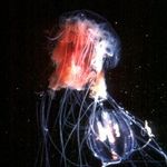 Image of Cyanea capillata