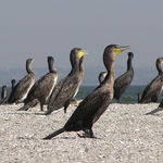 Image of Phalacrocorax carbo