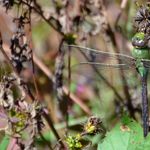 Image of Anax junius