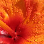 Image of Hibiscus rosa-sinensis