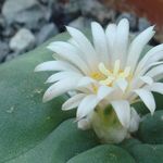 Image of Lophophora diffusa