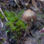 Image of Psilocybe atlantis