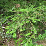 Image of Torreya nucifera