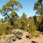 Go to this species on the OneZoom tree of life