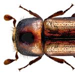 Go to this species on the OneZoom tree of life