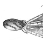 Image of Hapalochlaena fasciata