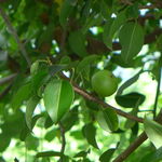 Go to this species on the OneZoom tree of life