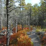 Image of Pinus banksiana