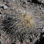 Image of Mammillaria saboae