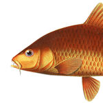 Image of Cyprinus rubrofuscus