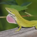 Image of Anolis carolinensis