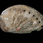 Image of Haliotis tuberculata