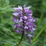 Image of Orchis simia