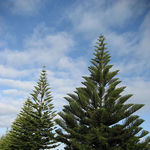 Norfolk island araucaria