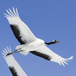 Go to this species on the OneZoom tree of life