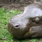 Image of Hexaprotodon liberiensis