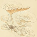 Image of Lentinus tigrinus