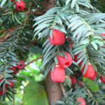 Image of Taxus baccata