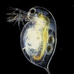 Image of Daphnia pulex