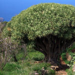 Go to this species on the OneZoom tree of life