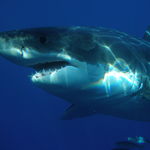 Great white shark