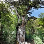 Image of Cryptomeria japonica