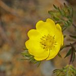 Image of Potentilla hirta