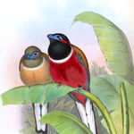 Go to this species on the OneZoom tree of life
