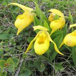 Image of Cypripedium parviflorum