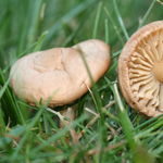 Image of Marasmius oreades