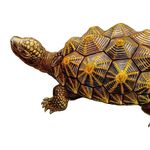 Geometric tortoise