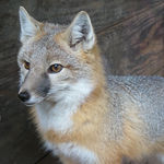 Image of Vulpes velox