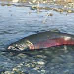 Image of Oncorhynchus kisutch