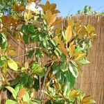 Image of Magnolia grandiflora